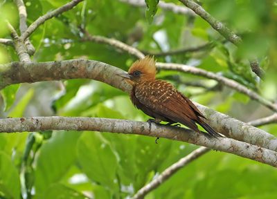 Pale-crested Woodpecker
