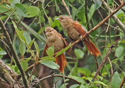 Plain Softtail