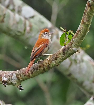 Rusty-backed Spinetail