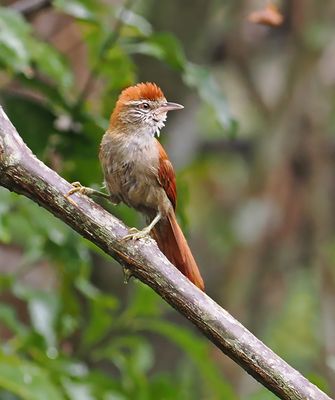 Rusty-backed Spinetail