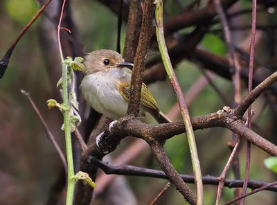 Rusty-fronted Tody-Flycatcher