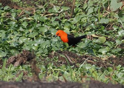 Scarlet-headed Blackbird