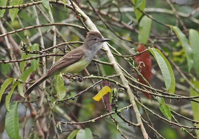 Short-crested Flycatcher