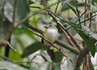 Short-tailed Pygmy-Tyrant