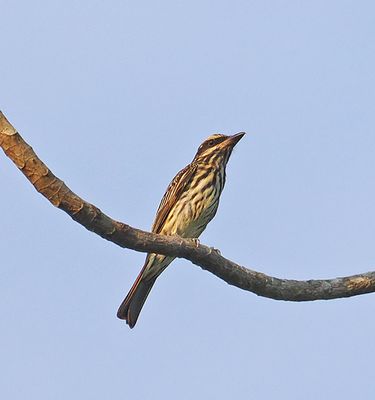 Streaked Flycatcher