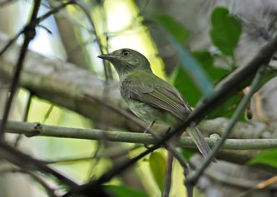 Sulphur-bellied Tyrant-Manakin