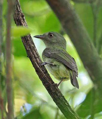 Sulphur-bellied Tyrant-Manakin