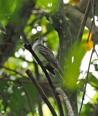 Swainson's Flycatcher
