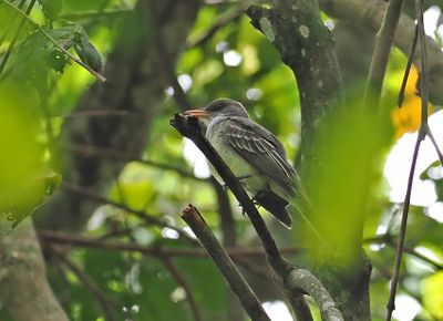 Swainson's Flycatcher