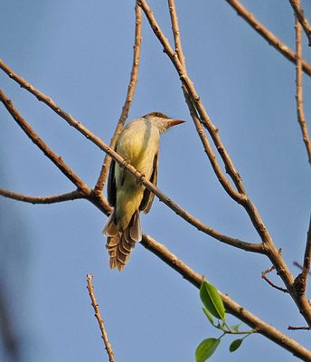 Swainson's Flycatcher