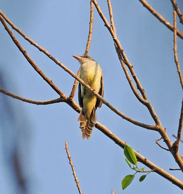 Swainson's Flycatcher