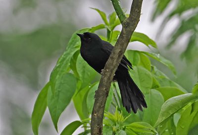Velvet-fronted Grackle