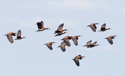 White-faced Whistling-Duck