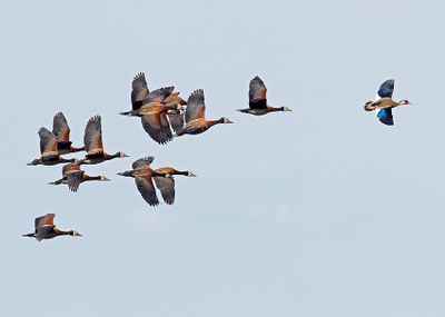 White-faced Whistling-Duck