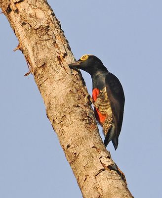 Yellow-tufted Woodpecker