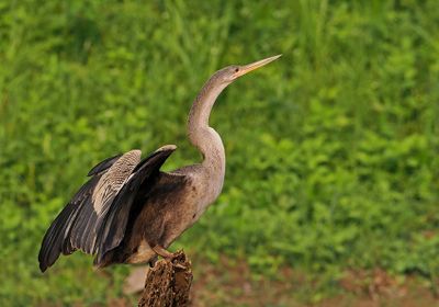 Anhinga
