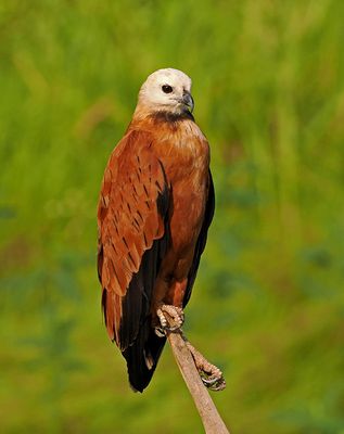 Black-collared Hawk
