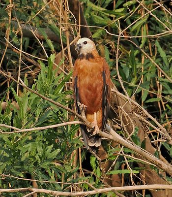 Black-collared Hawk