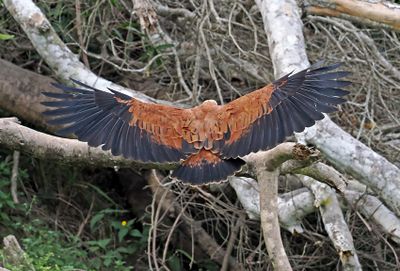 Black-collared Hawk