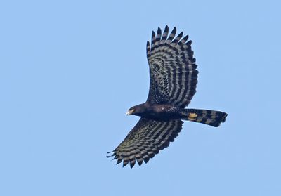 Black-Hawk Eagle