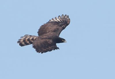 Black-Hawk Eagle