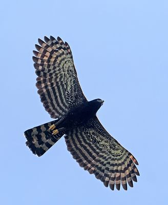 Black-Hawk Eagle