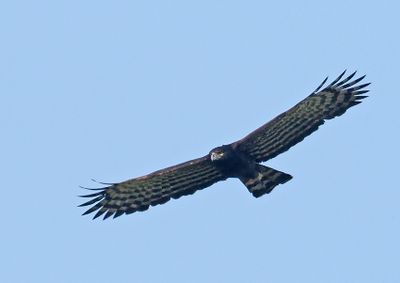 Black-Hawk Eagle