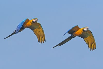 Blue-and-yellow Macaw