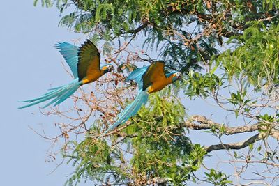 Blue-and-yellow Macaw