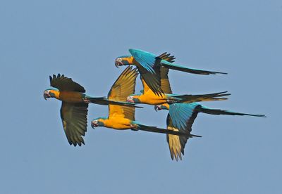 Blue-and-yellow Macaw