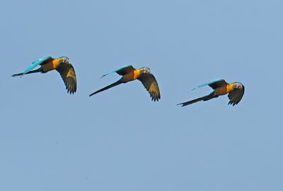 Blue-and-yellow Macaw