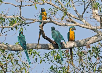 Blue-and-yellow Macaw