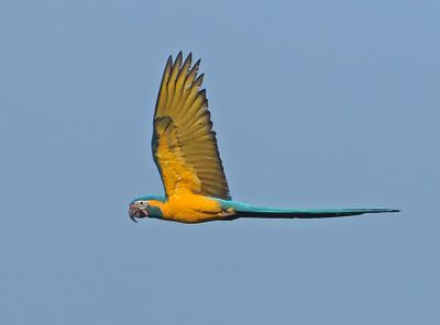Blue-and-yellow Macaw