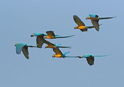 Blue-and-yellow Macaw