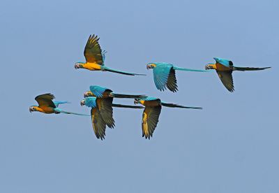 Blue-and-yellow Macaw