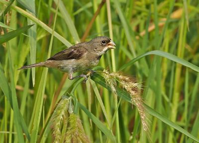 Double-collared Seedeater