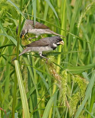 Double-collared Seedeater