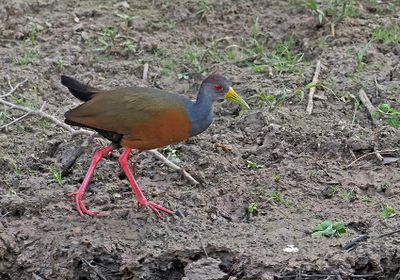 Gray-cowled Wood-Rail