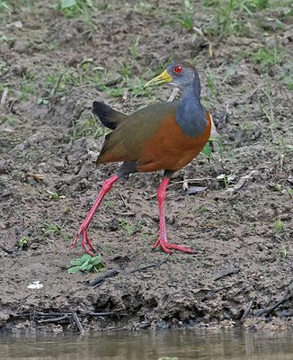 Gray-cowled Wood-Rail