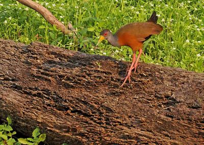 Gray-cowled Wood-Rail