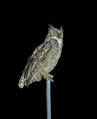 Great Horned Owl
