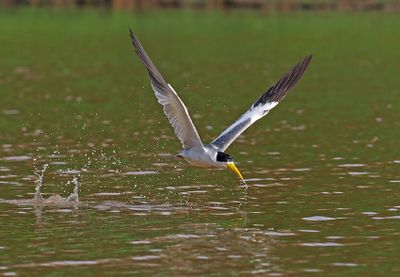 Large-billed Tern
