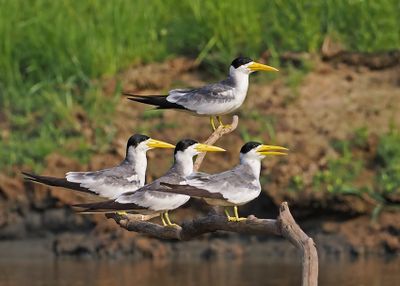 Large-billed Tern