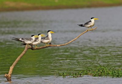 Large-billed Tern
