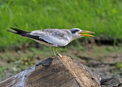 Large-billed Tern