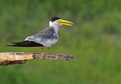 Large-billed Tern
