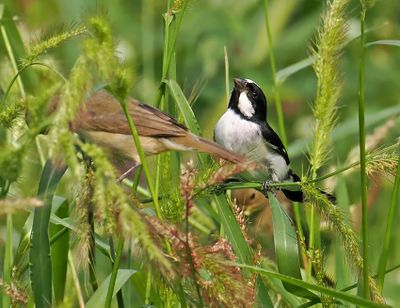 Lined Seedeater