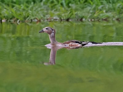 Orinocco Goose
