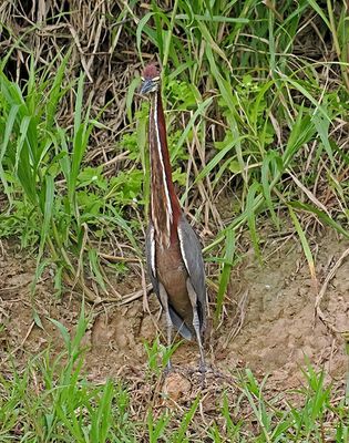 Rufescent Tiger-Heron