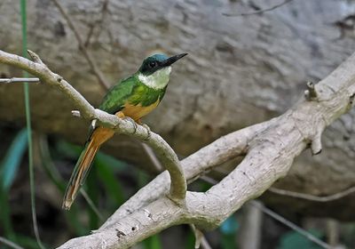Rufous-tailed Jacamar